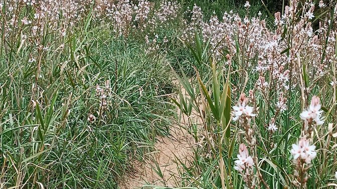 Bosco Arcangelo Corelli