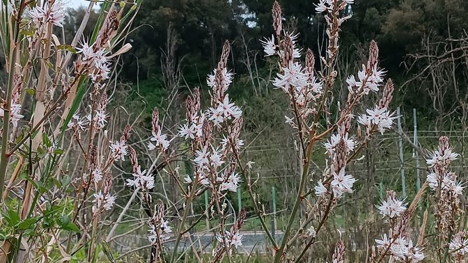 Bosco Arcangelo Corelli