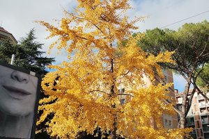 Ginkgo Biloba di Via Monte Cervialto