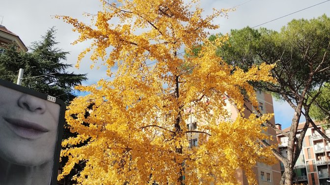 Ginkgo Biloba di Via Monte Cervialto