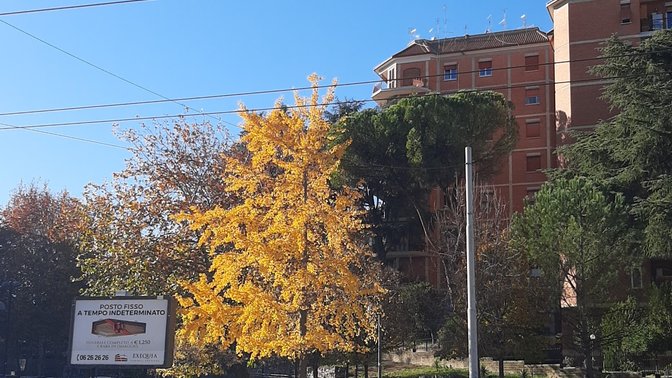 Ginkgo Biloba di Via Monte Cervialto