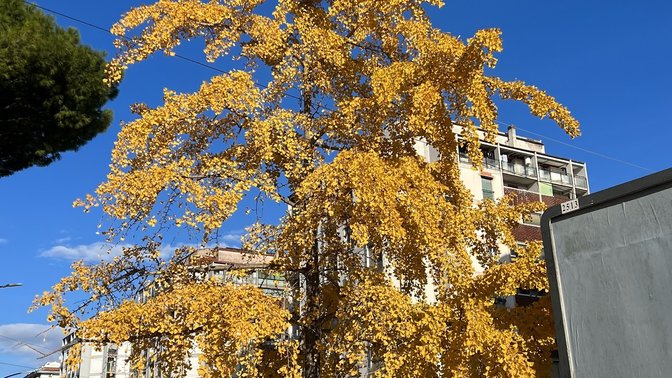 Ginkgo Biloba di Via Monte Cervialto