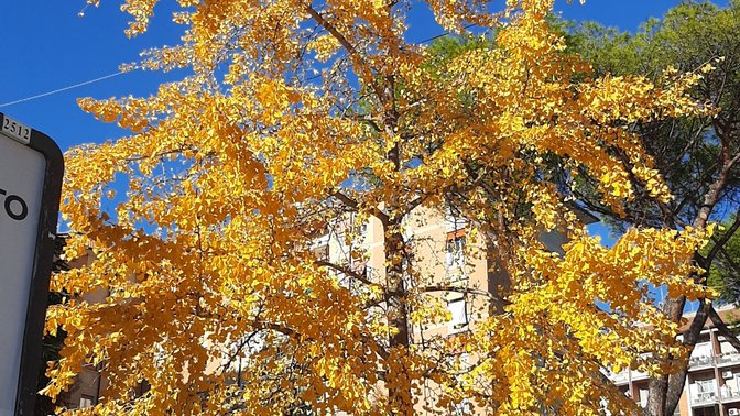 Ginkgo Biloba di Via Monte Cervialto