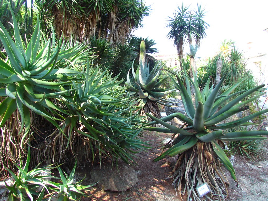 Rare Blooms and Ancient Trees: La Conserva della Neve Returns