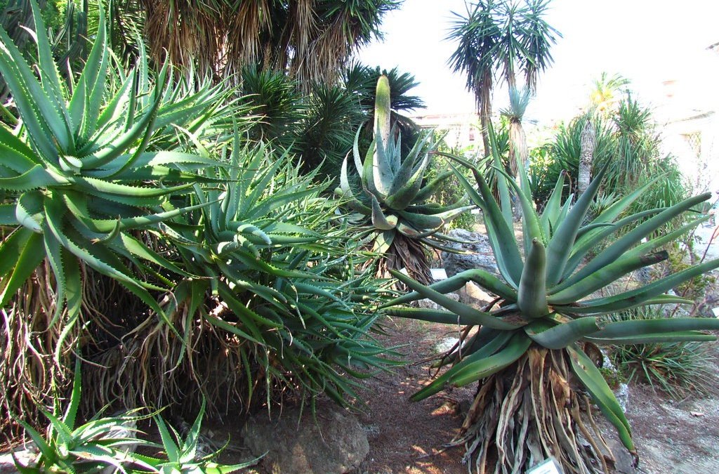 Rare Blooms and Ancient Trees: La Conserva della Neve Returns