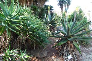 Rare Blooms and Ancient Trees: La Conserva della Neve Returns