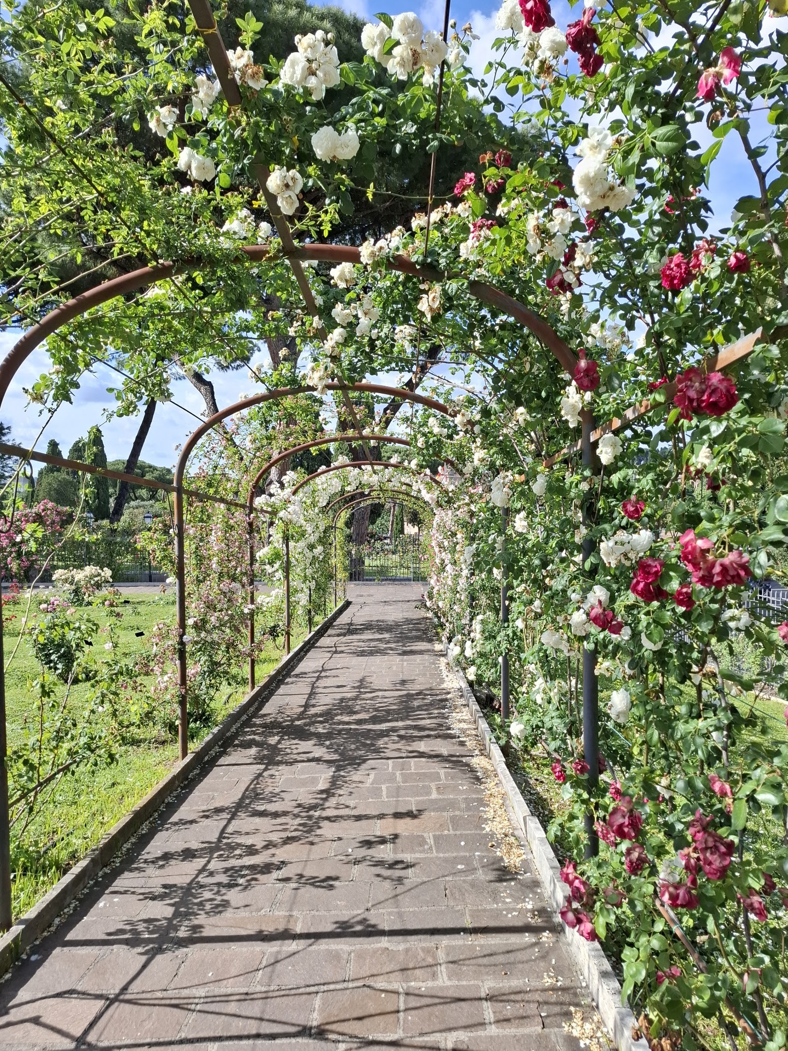 Two Weeks of Autumn Roses: Rome's Roseto Comunale Returns